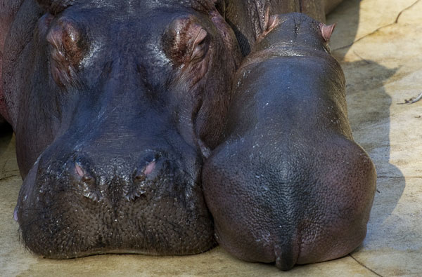 Happy Happy Hippos