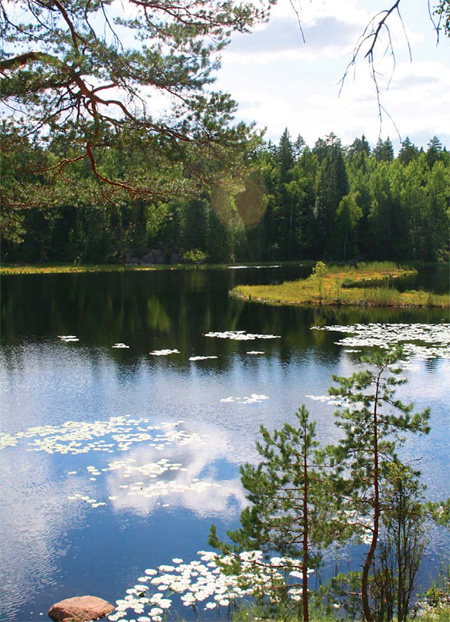 Forest Splendor