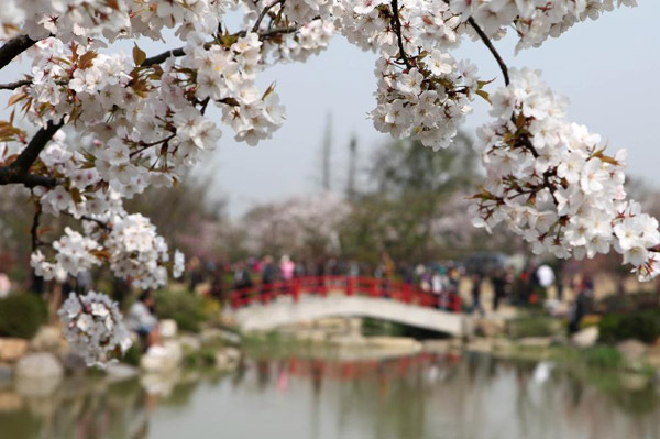 Cherry blossoms on resort of Taihu Lake