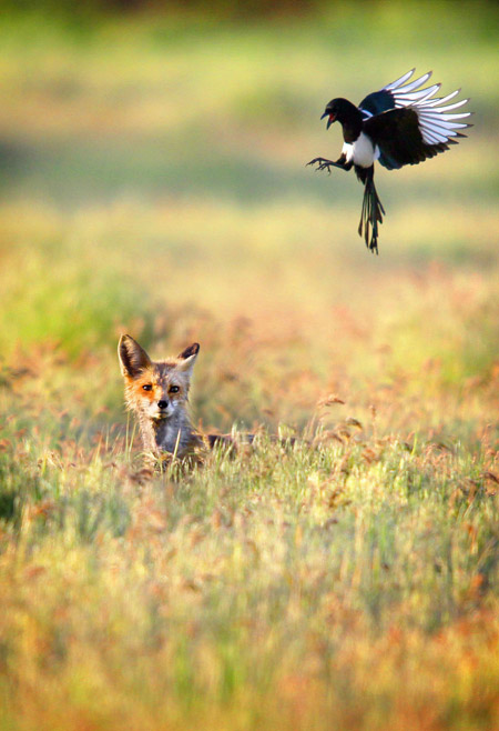 International Day for Biological Diversity