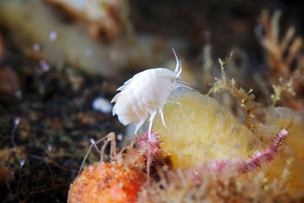 Alien-like marine life in Arctic Ocean