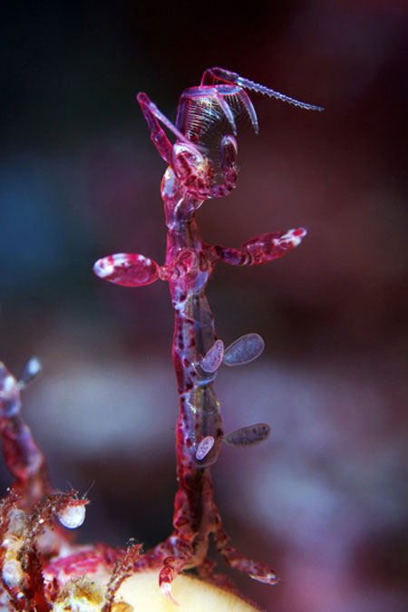 Alien-like marine life in Arctic Ocean