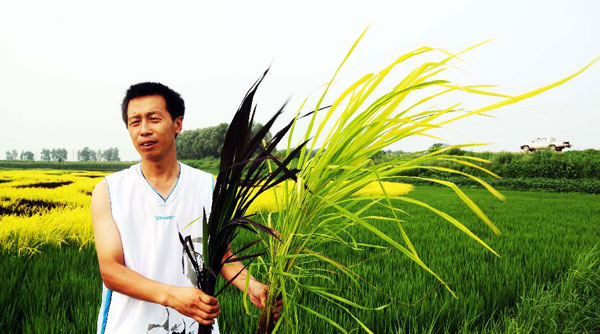 Art in paddy field