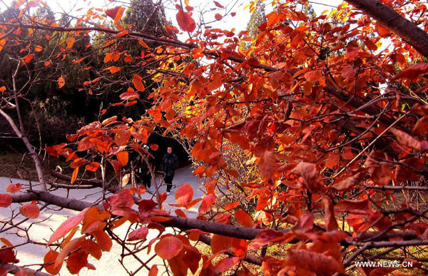 Red leaves in Jinan, E China