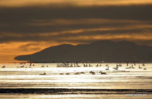 Swans swim in Qinghai Lake