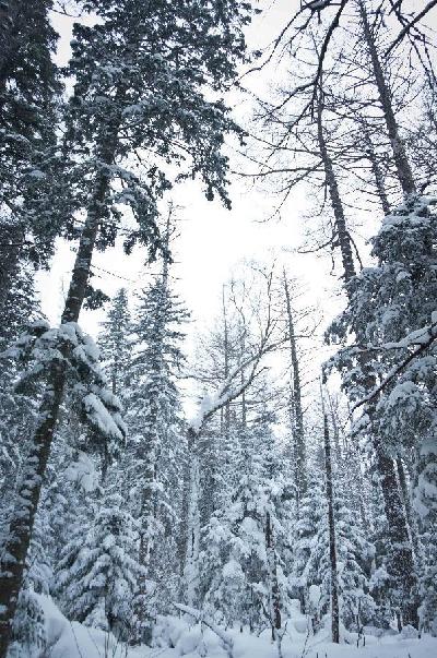 Picturesque scene in Changbai Mountain, NE China