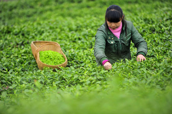 Spring tea season