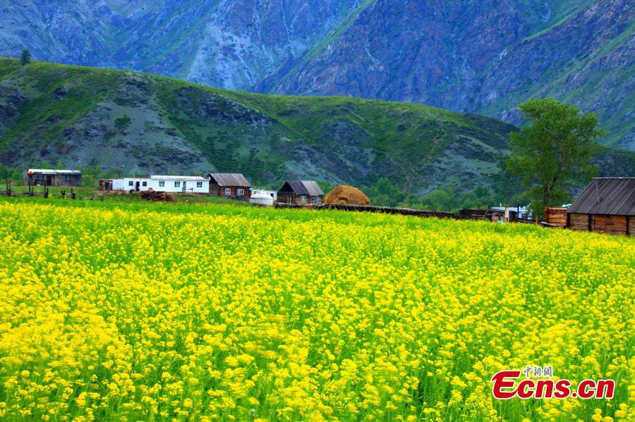 Rural landscape in Kaba county, NW China's Xinjiang