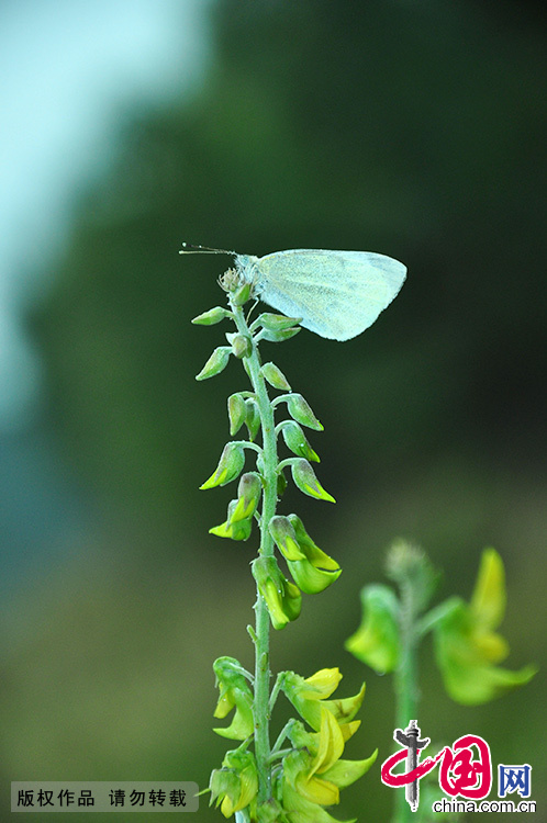 Luofu Mountain National Scenic Area in Guangdong