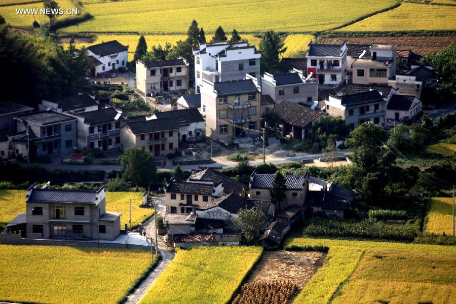 Paddy rice fields in China's Anhui