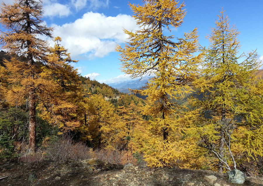 Golden larches brace for winter