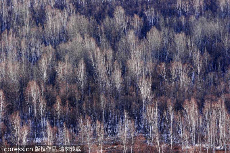 Birch trees enhance winter landscape