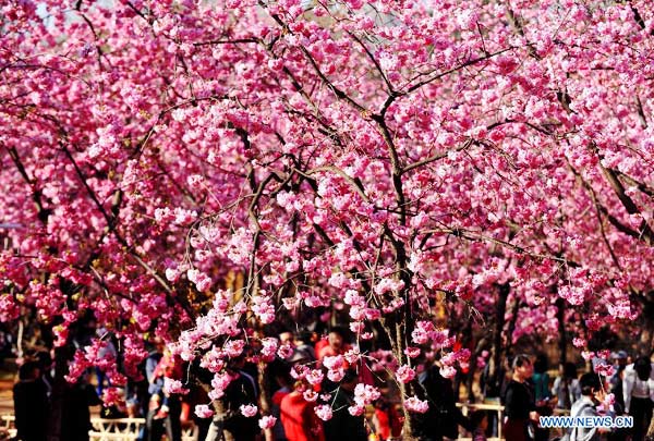 Beautiful cherry blossoms in Kunming