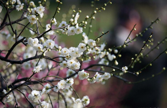 In pictures: mini orchis from Taiwan seen in Beijing