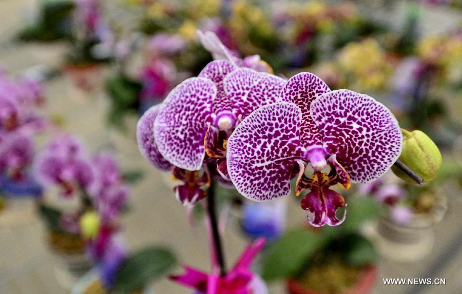 In pictures: mini orchis from Taiwan seen in Beijing