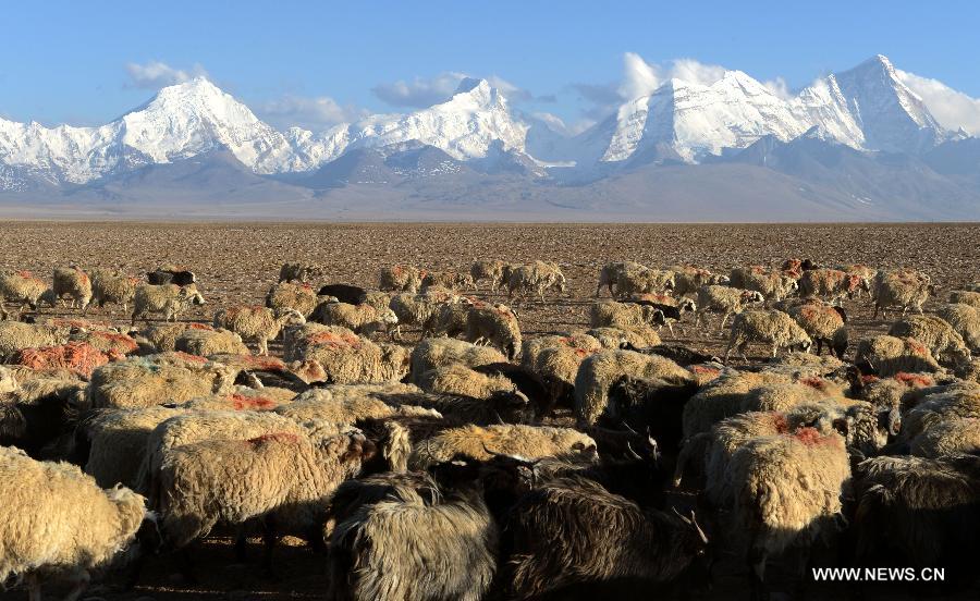 Scenery of Tibet's Mount Jomolhari