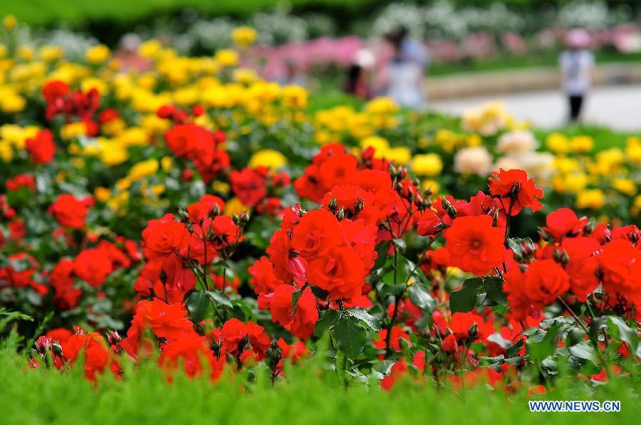 Tourists view Chinese roses in Beijing Botanical Garden