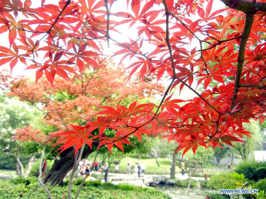 Japanese maple trees at the Humble Administrator’s Garden