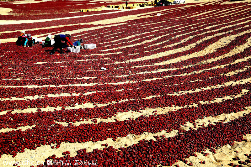 Beautiful blossoms and harvests of Xinjiang