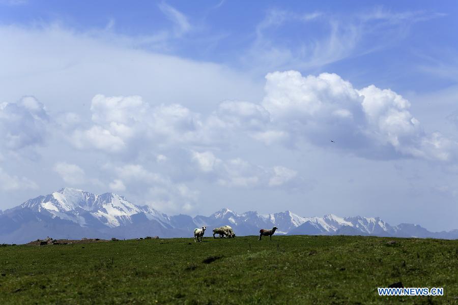 Summer scenery of grassland in Qilian Mountains attracts tourists