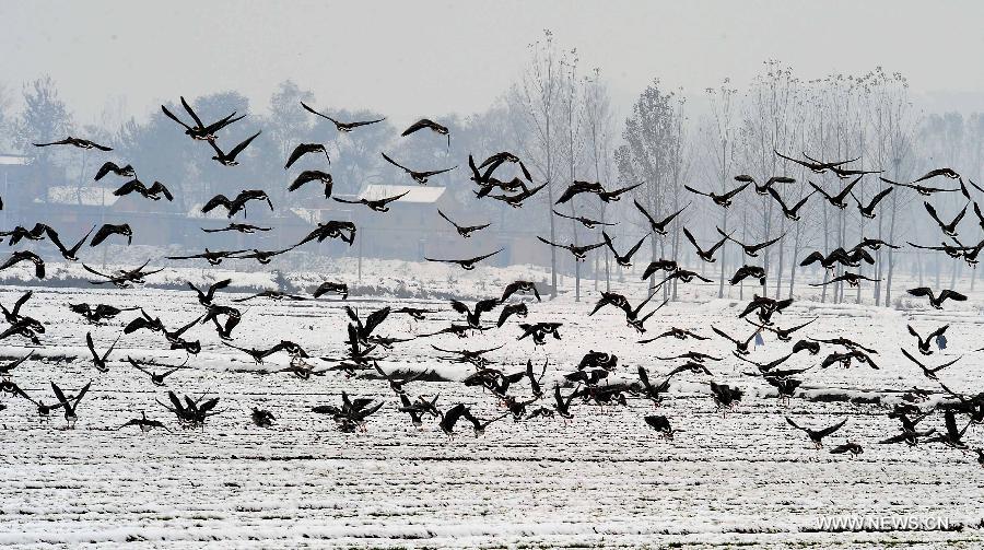 Yellow River Wetland: heaven for birds