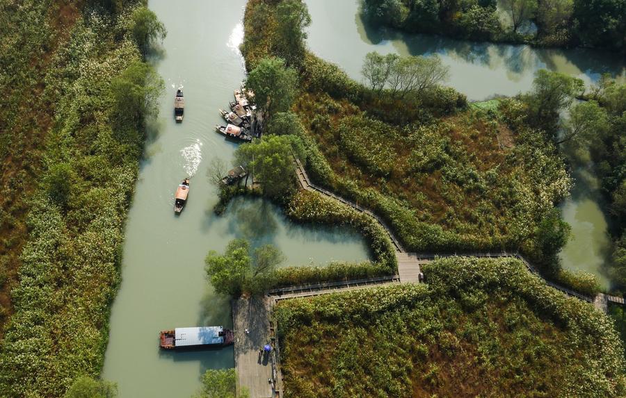 Autumn scenery in Xixi Wetland