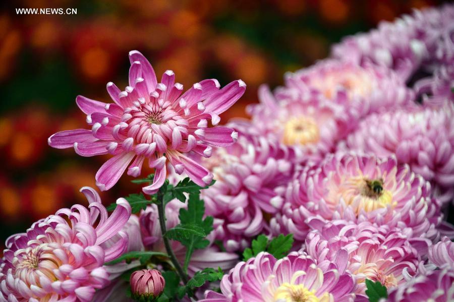 Colorful chrysanthemum at Baotu Spring Park in Jinan