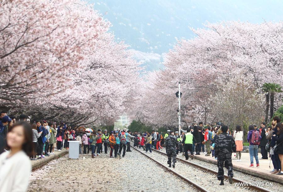 Chinhae Cherry Blossom Festival kicks off in South Korea