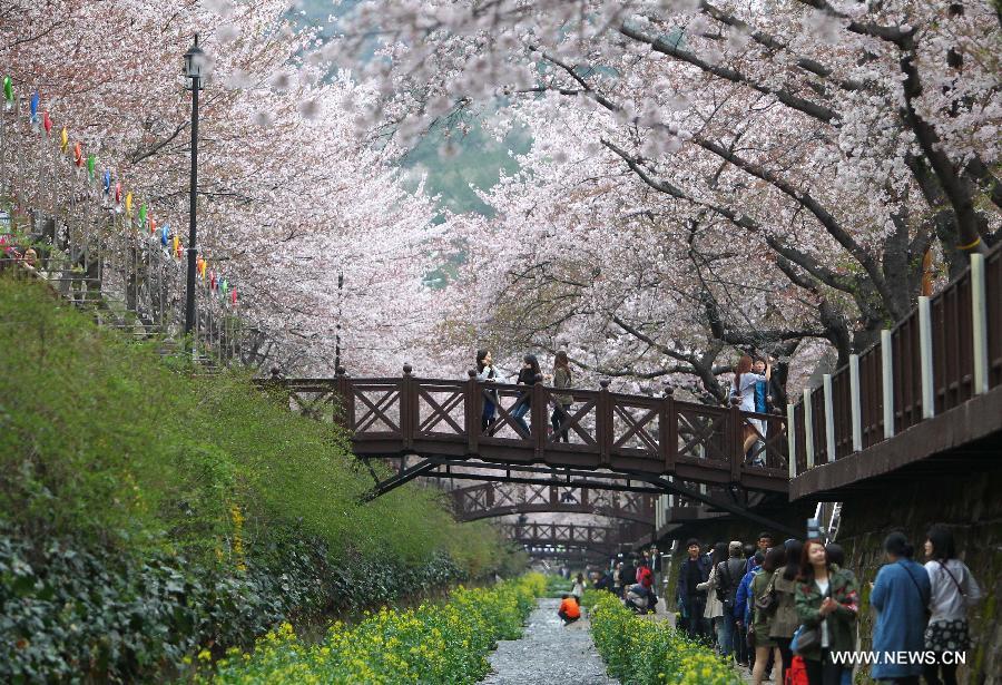 Chinhae Cherry Blossom Festival kicks off in South Korea