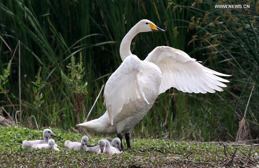 Swan family seen at wetland park in Sanmenxia