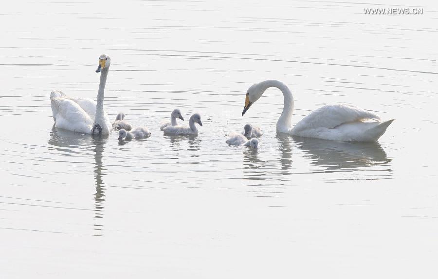 Swan family seen at wetland park in Sanmenxia