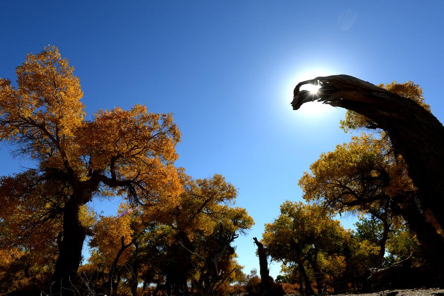 Scenery of populus euphratica forest in Inner Mongolia