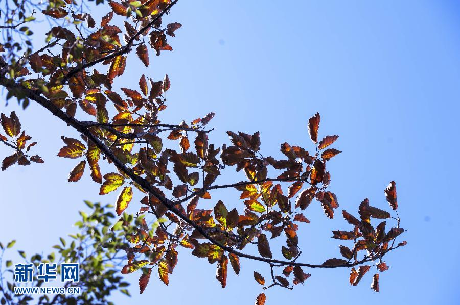 Red autumn leaves embellish China's Hebei