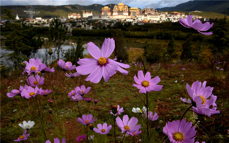 Autumn scenery of Shangri-la