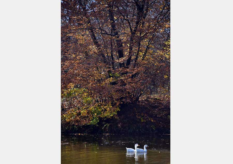 Autumn scenery in Shennongjia Dajiu Lake National Wetland Park