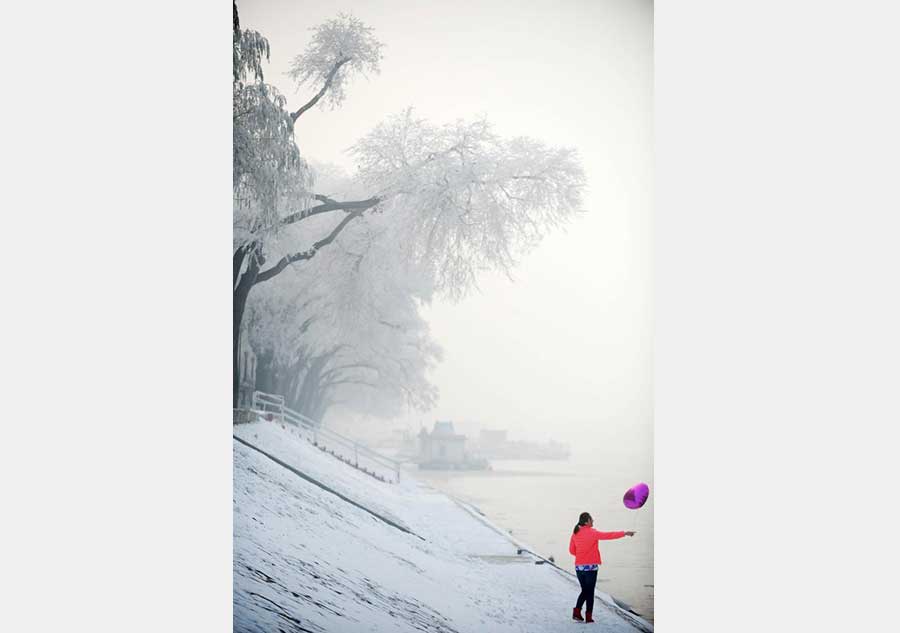 A frosty treat in the rime-covered landscape