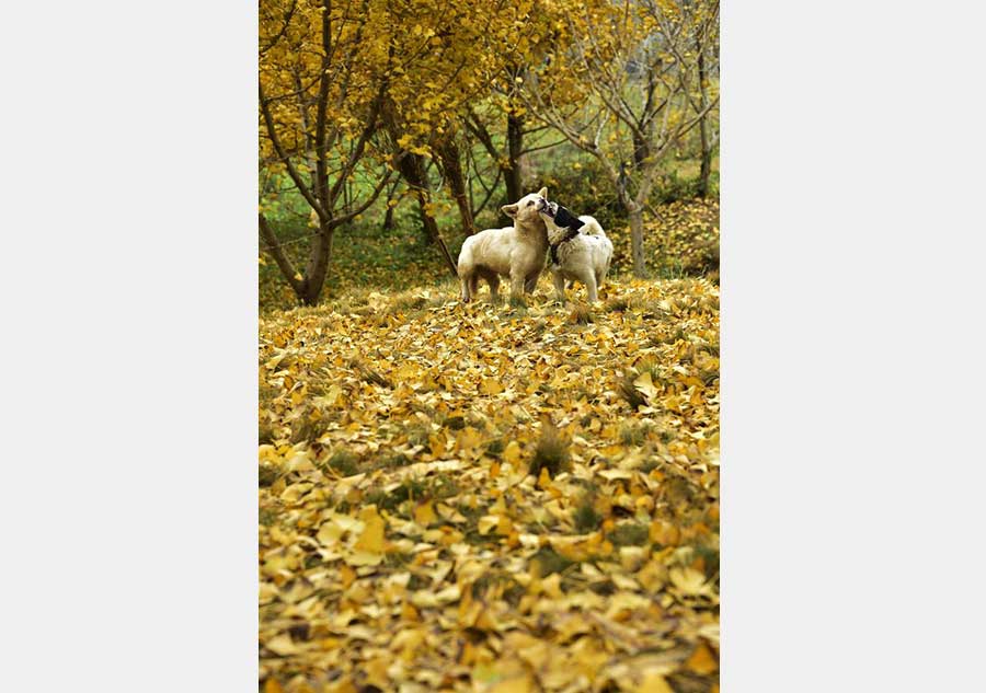 Ginkgo trees seen at ginkgo valley in Hubei