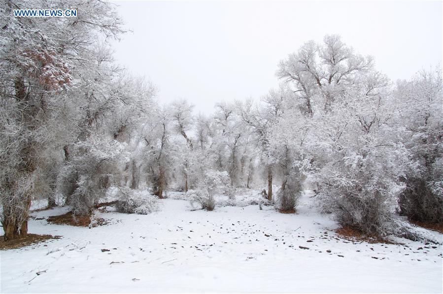 Rime scenery of forest of populus euphratica in Xinjiang