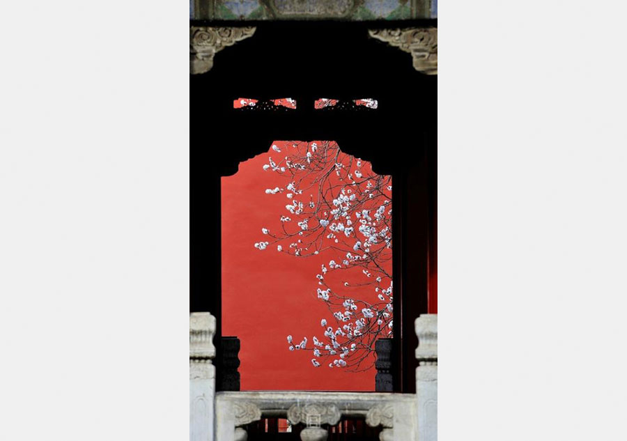 Apricot flowers in Forbidden City