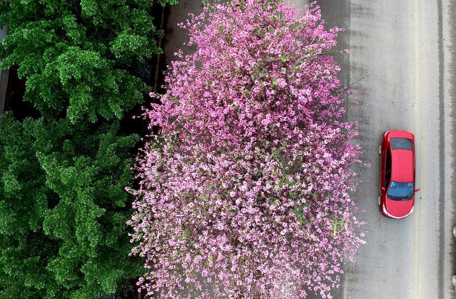 Road under bauhinia blossoms seen in Liuzhou, China's Guangxi