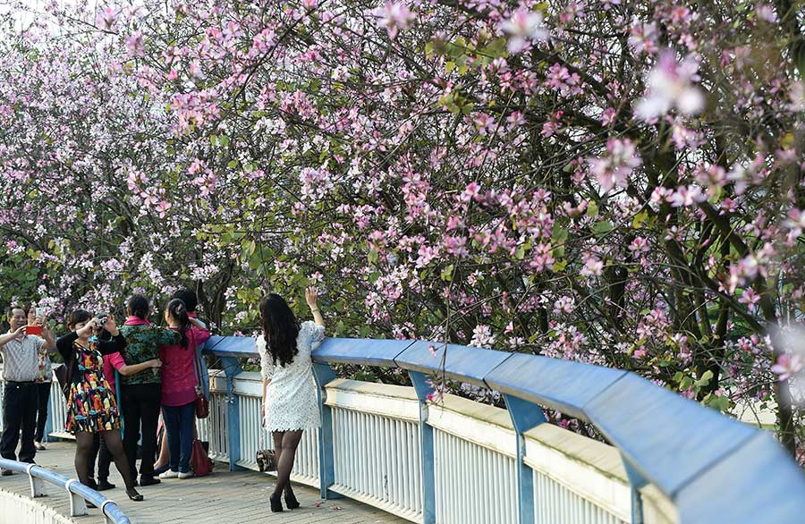 Road under bauhinia blossoms seen in Liuzhou, China's Guangxi