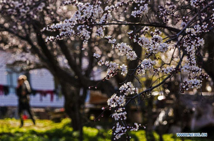 Almond flowers bloom in NW China's Xinjiang