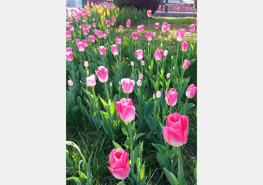 Over 300,000 tulips of 109 brands displayed in Beijing