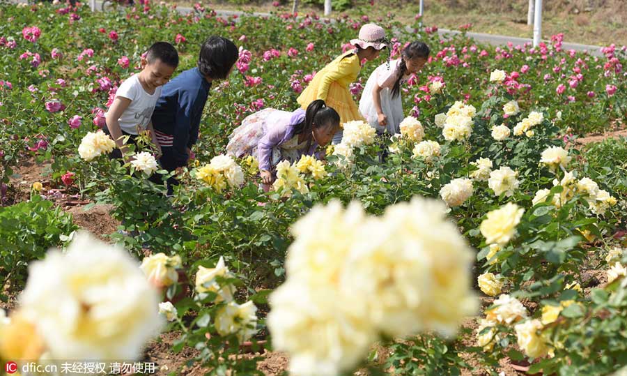 Rose garden opens to visitors in Beijing suburbs