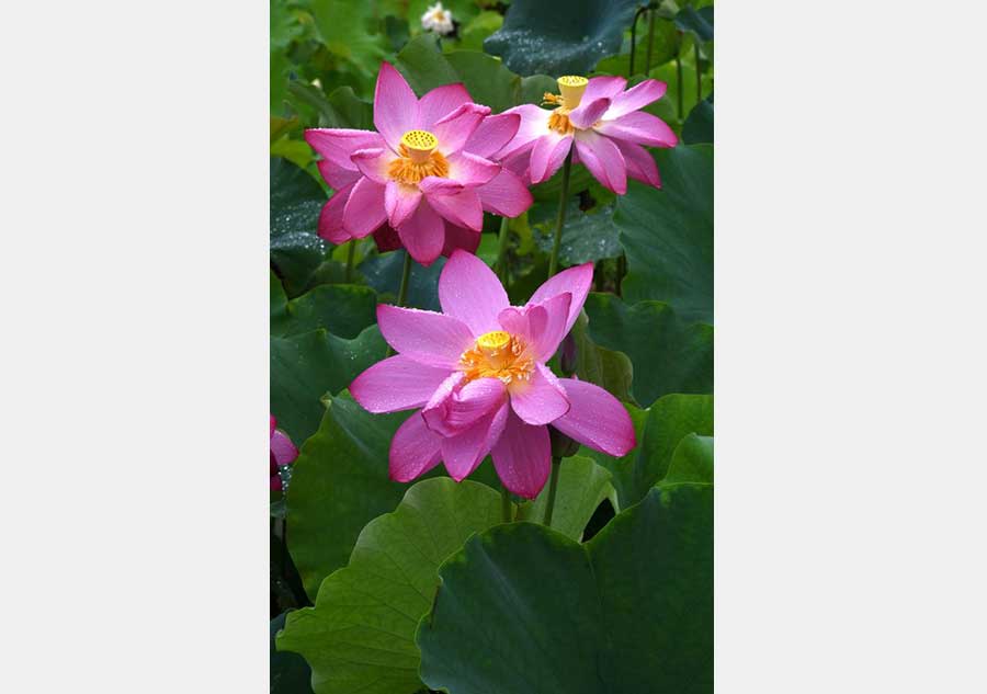 Space lotus blossoms in Lilitao village, Jiangxi province