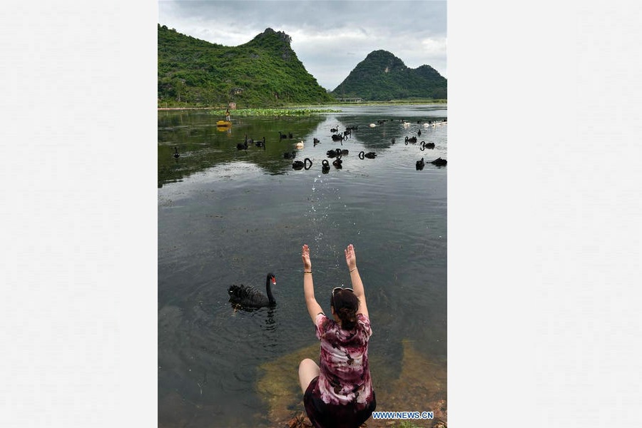 Swans seen in lake of Puzhehei scenic spot in SW China