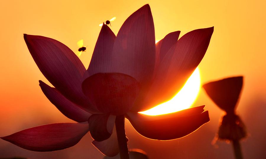 Refreshing lotus blossoms to cool down your summer