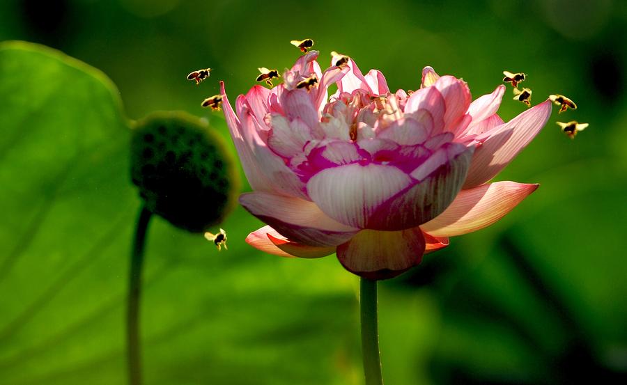 Refreshing lotus blossoms to cool down your summer