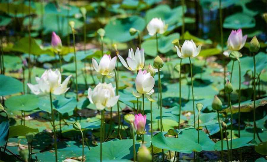 Lotus ponds open to public in E China's village