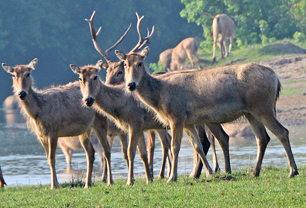 Deer guardian finds satisfaction